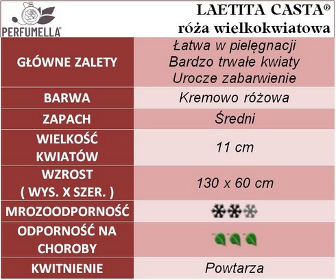 Laetitia Casta róża wielkokwiatowa